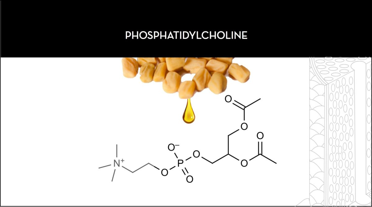 The Hair Moisturizing💦 Ingredient Your Hair Care Has Been Missing: Phospholipids - SAVE ME FROM