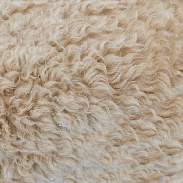 Sustainably sourced sheep’s wool shown as the origin of Kerestore™ 2.0 by Croda, a biomimetic hydrolyzed keratin used in Save Me From Chemical Conflict to intelligently repair the most damaged areas of hair, restore strength, and mimic peptides naturally found in human hair