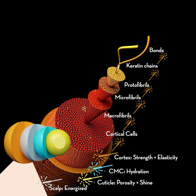 Diagram showing Fenugen delivery into hair layers and scalp