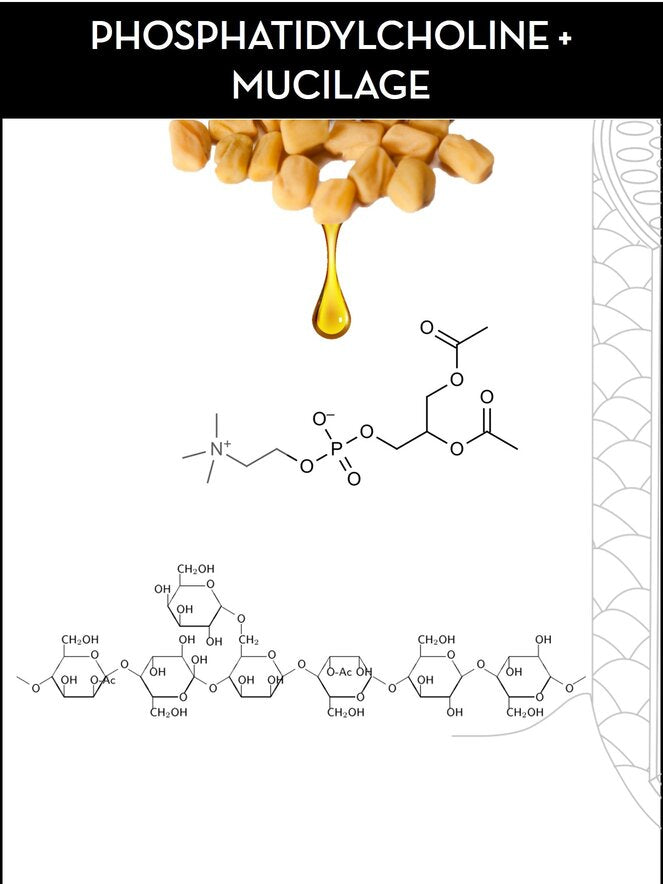 benefits of phosphatidylcholine for hair repair found in save me from hair repair treatments